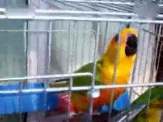 国产鹦鹉大全视频-第2张图片-中文字幕人妻一区