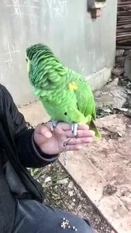 国产鹦鹉大全视频-第3张图片-中文字幕人妻一区