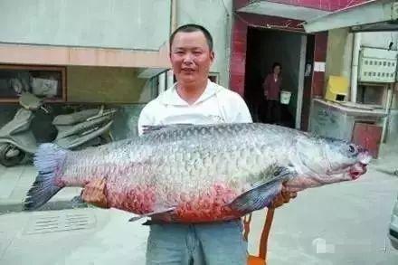 青鱼视频国产qyu20,Qyu20精彩瞬间回顾-第1张图片-中文字幕人妻一区