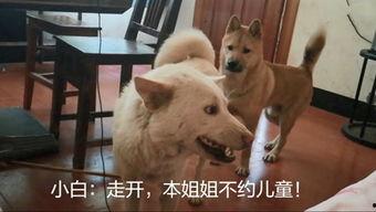 国产农村土狗视频,国产农村土狗的温馨日常-第1张图片-中文字幕人妻一区 国产农村土狗视频,国产农村土狗的温馨日常-第1张图片-中文字幕人妻一区