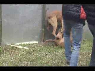 国产农村土狗视频,国产农村土狗的温馨日常-第2张图片-中文字幕人妻一区 国产农村土狗视频,国产农村土狗的温馨日常-第2张图片-中文字幕人妻一区