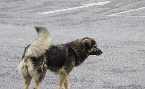 国产农村土狗视频,国产农村土狗的温馨日常-第3张图片-中文字幕人妻一区 国产农村土狗视频,国产农村土狗的温馨日常-第3张图片-中文字幕人妻一区