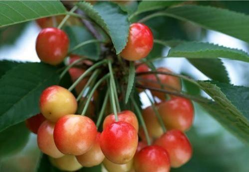 迷你国产小樱桃图片视频,萌态可掬，魅力无限-第3张图片-中文字幕人妻一区