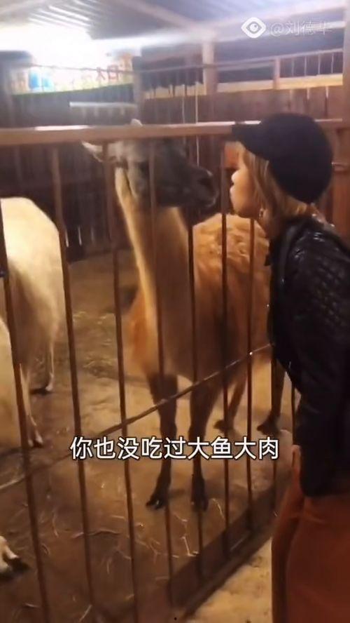 国产喷子搞笑视频,笑料百出,喷子文化新风向-第1张图片-中文字幕人妻一区 国产喷子搞笑视频,笑料百出,喷子文化新风向-第1张图片-中文字幕人妻一区